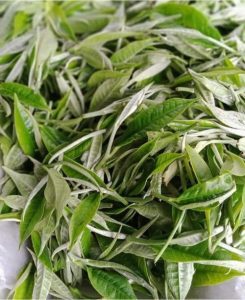 tra shan tuyet